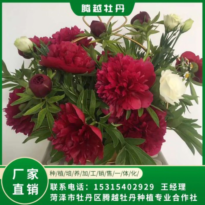 芍药鲜切花 全国销售 存活率高 品种多 价格合理
