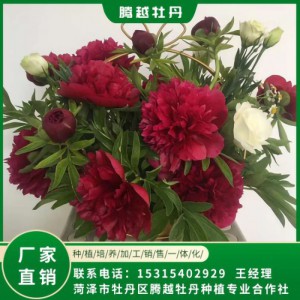 芍药鲜切花 全国销售 存活率高 品种多 价格合理