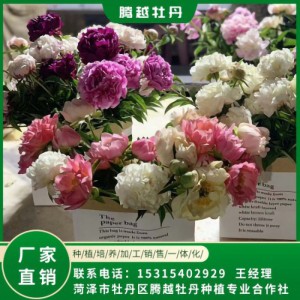 芍药鲜切花 全国销售 存活率高 品种多 价格合理