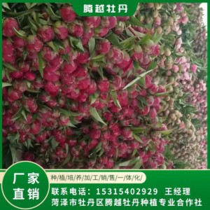 芍药鲜切花 全国销售 存活率高 品种多 价格合理