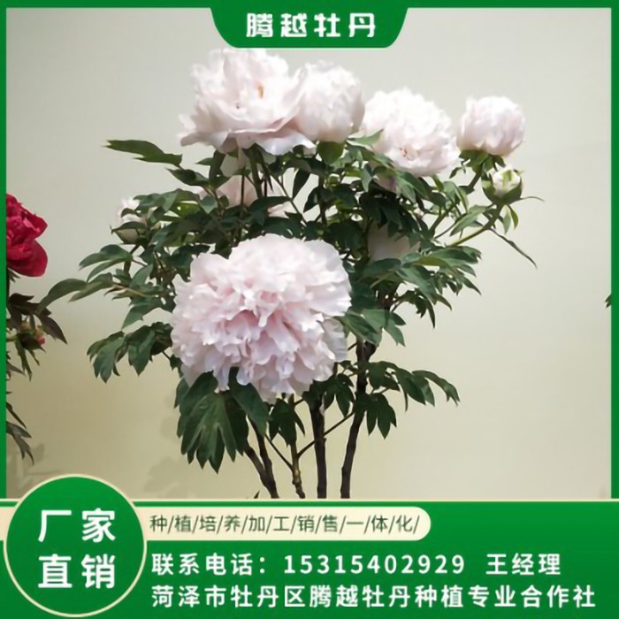 盆栽牡丹 全国销售 存活率高 品种多 价格合理