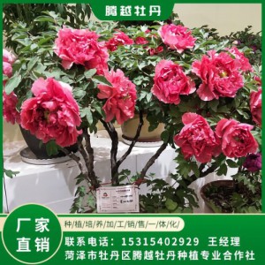 盆栽牡丹 全国销售 存活率高 品种多 价格合理