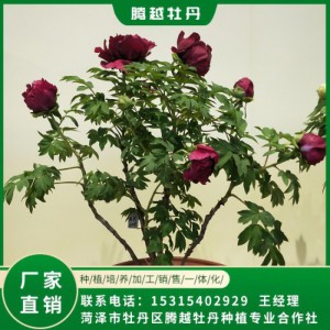 盆栽牡丹 全国销售 存活率高 品种多 价格合理