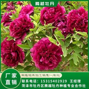 观赏牡丹 全国销售 存活率高 品种多 价格合理