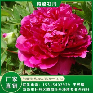 观赏牡丹 全国销售 存活率高 品种多 价格合理