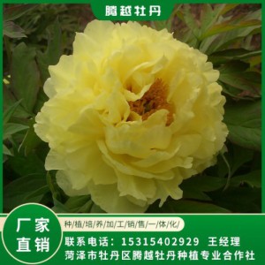 观赏牡丹 全国销售 存活率高 品种多 价格合理