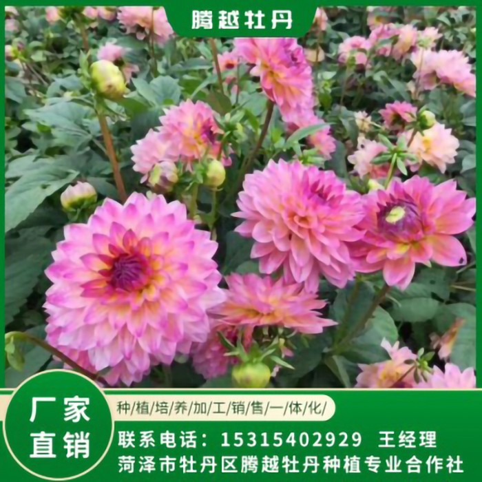 大丽花 全国销售 存活率高 品种多 价格合理