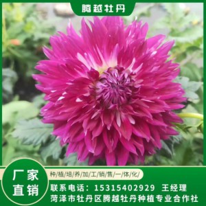 大丽花 全国销售 存活率高 品种多 价格合理