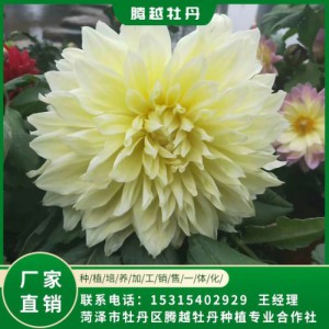 大丽花 全国销售 存活率高 品种多 价格合理