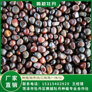 赤芍籽价格 全国销售 存活率高 品种多 价格合理