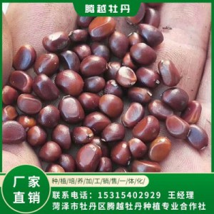 赤芍籽价格 全国销售 存活率高 品种多 价格合理