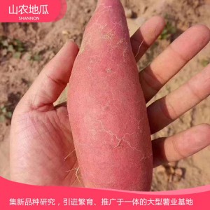 鶯歌 地瓜 地瓜苗  紅薯苗 山東地瓜苗 廠家直銷 地瓜苗基地