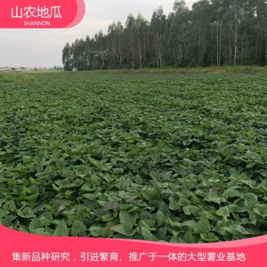 烟薯25 地瓜 地瓜苗 红薯苗 山东地瓜苗 厂家直销 地瓜苗基地