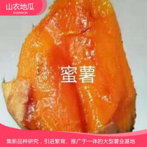 烟薯25 地瓜 地瓜苗 红薯苗 山东地瓜苗 厂家直销 地瓜苗基地