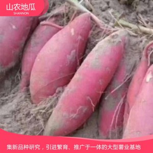 秦薯8号 地瓜 地瓜苗 地瓜苗 红薯苗 山东地瓜苗 厂家直销 地瓜苗基