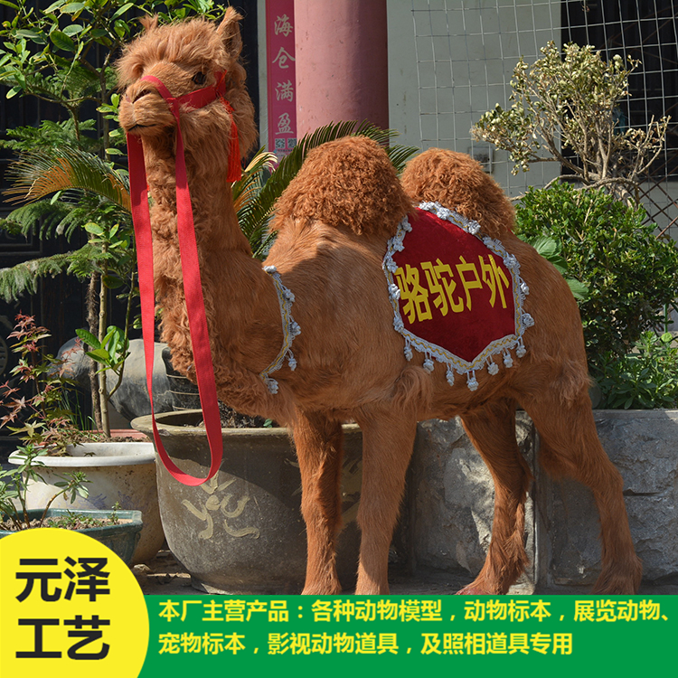 高仿真骆驼销售 造型逼真骆驼 元泽皮毛