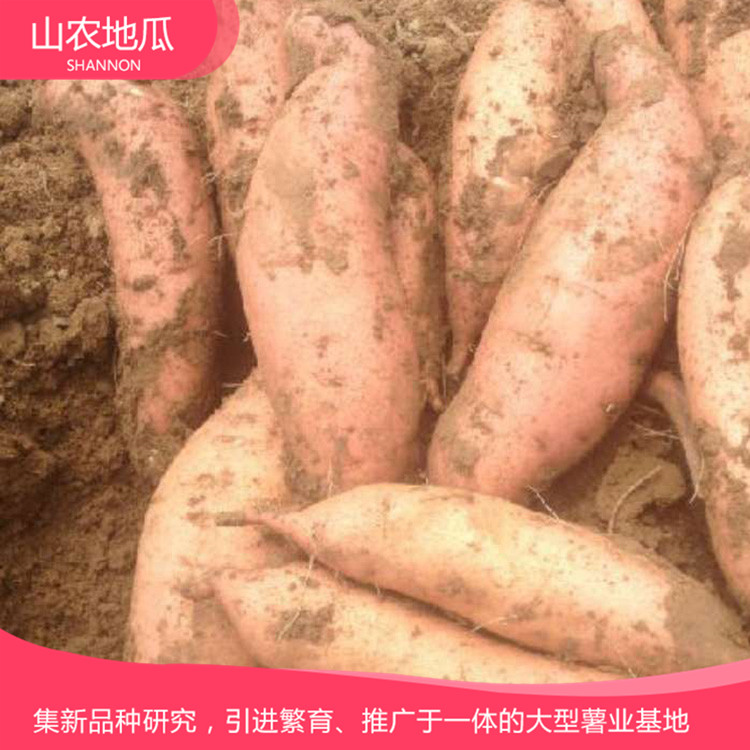 山东潍坊 厂家直销地瓜苗 批发红薯种苗 高品质地瓜苗批发
