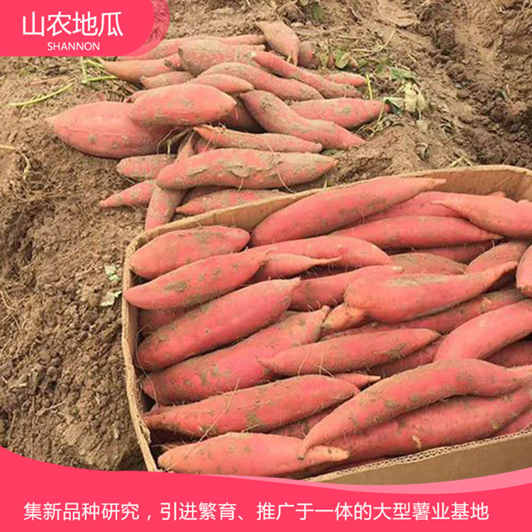 高品质地瓜菏泽红丹地瓜种植 商薯19地瓜苗批发 厂家直销西瓜红价格