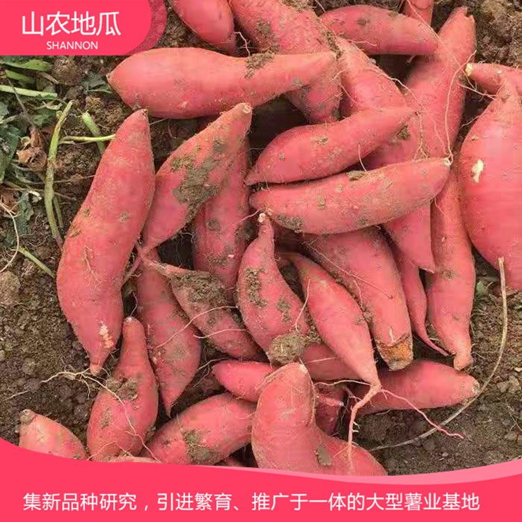 高品质地瓜菏泽红丹地瓜种植 商薯19地瓜苗批发 普薯32 秦薯8号批发