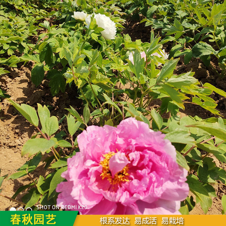 春節催花牡丹 庭院栽培牡丹花 品種眾多 耐寒喜陽 花色多