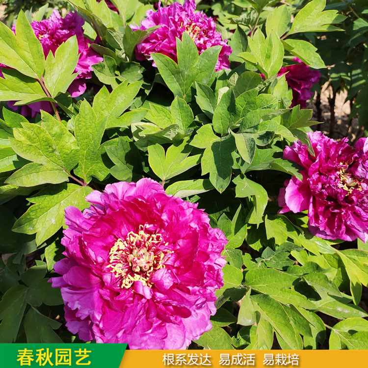 春節催花牡丹 室內盆栽牡丹 品種眾多 耐寒喜陽 花色多