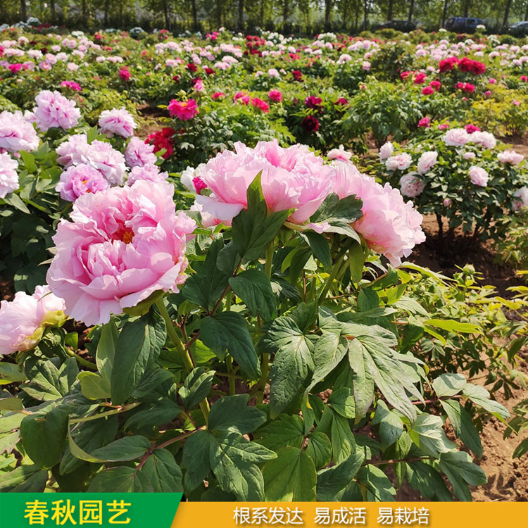 春節催花牡丹 庭院栽培牡丹花 品種眾多 耐寒喜陽 花色多
