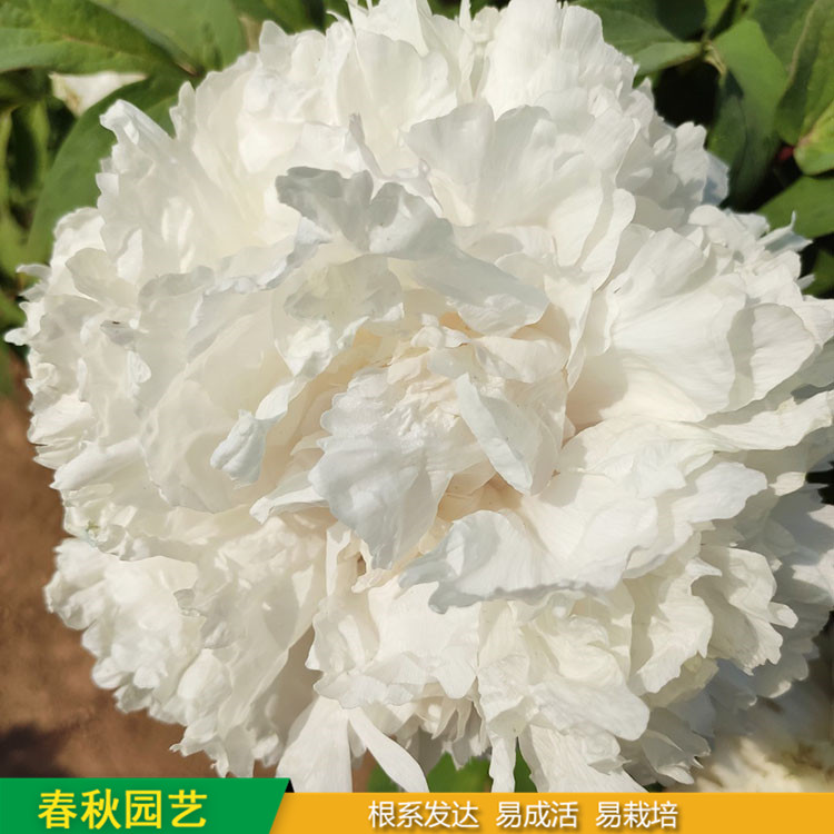 精品觀賞牡丹 室內盆栽牡丹 品種眾多 耐寒喜陽 花色多