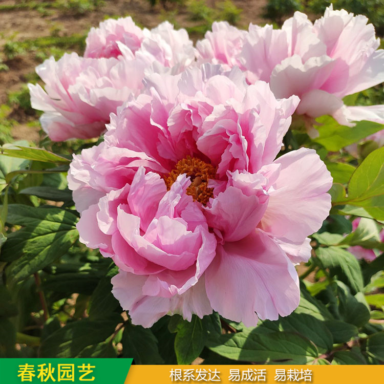 精品觀賞牡丹 室內盆栽牡丹 品種眾多 耐寒喜陽 花色多