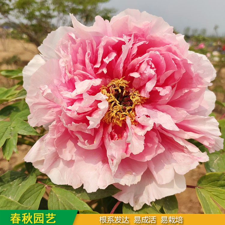 春節(jié)催花牡丹 室內(nèi)盆栽牡丹 品種眾多 重瓣多枝