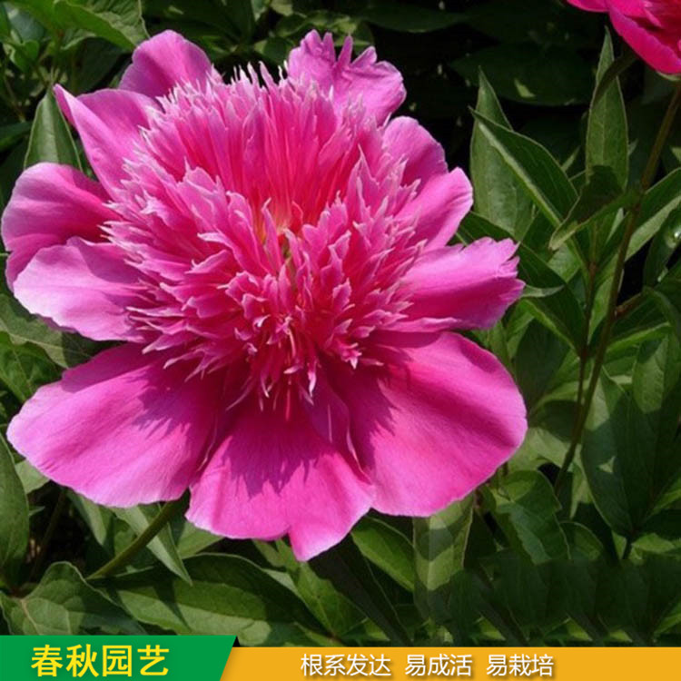 多色芍藥 精品千層芍藥花 大花芍藥品種 基地培育種植