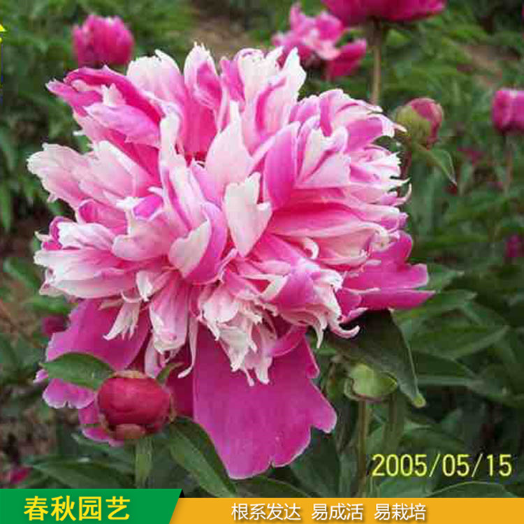 多色芍藥 精品千層芍藥花 大花芍藥品種 基地培育種植