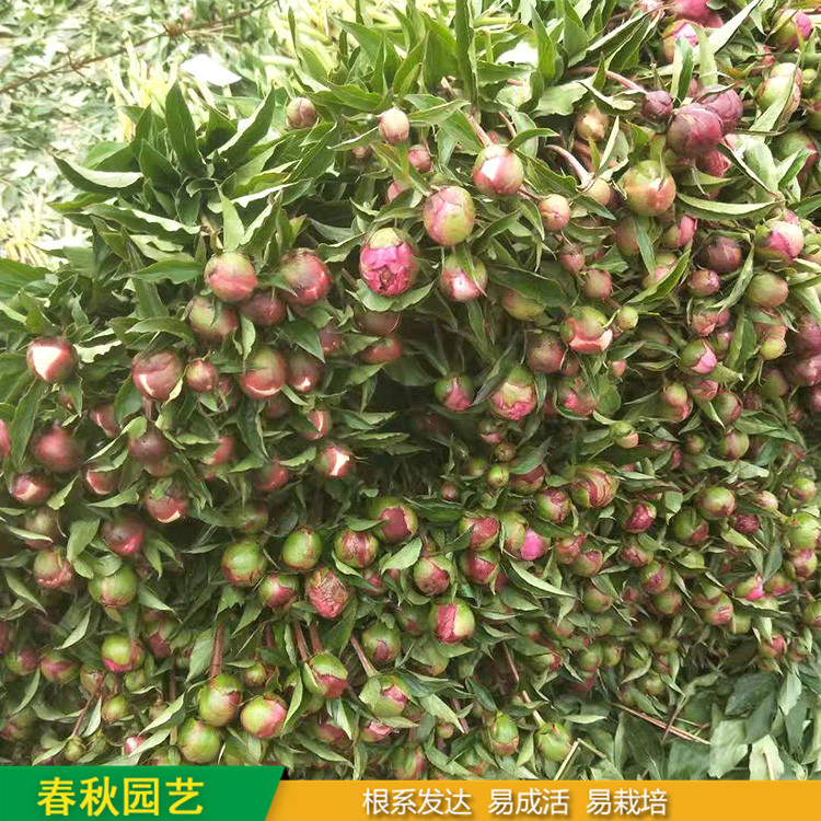 多色芍藥 精品千層芍藥花 大花芍藥品種 基地培育種植