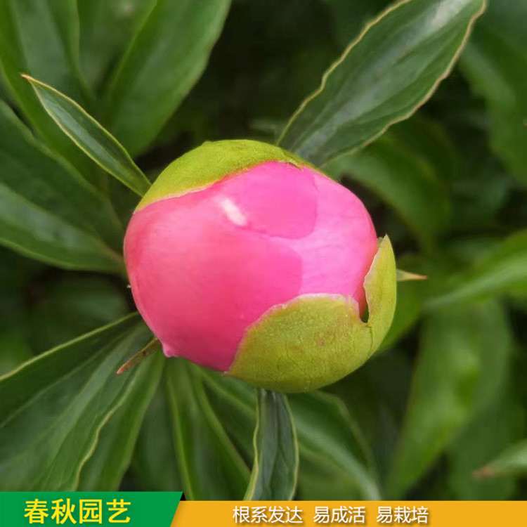 多色芍藥 精品千層芍藥花 大花芍藥品種 基地培育種植