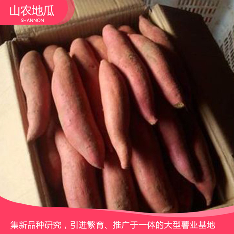 批发销售地瓜苗 山东地瓜苗种植基地 欢迎咨询