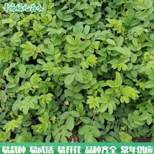 四季玫瑰 青鸟花卉基地直供 四季玫瑰价格 质优价廉