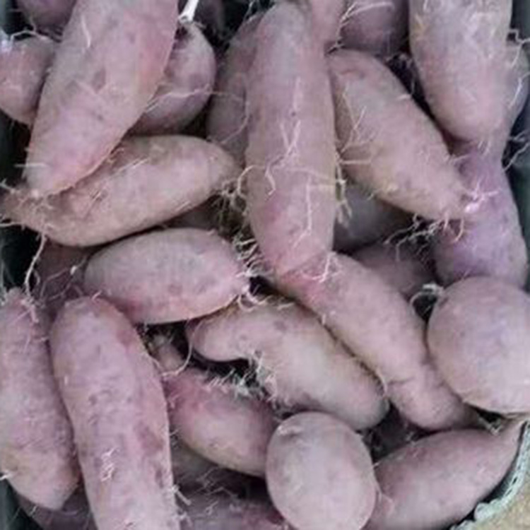 厂家销售各个品种地瓜 西瓜红地瓜销售 支持选购
