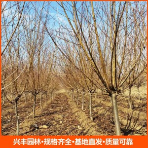 8公分红叶碧桃 红叶碧桃批发 红叶碧桃价格