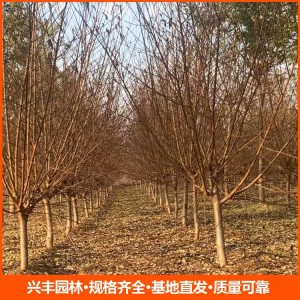 8公分红叶碧桃 红叶碧桃批发 红叶碧桃价格