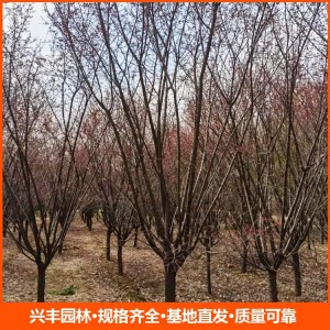 8公分美人梅 美人梅价格  美人梅批发