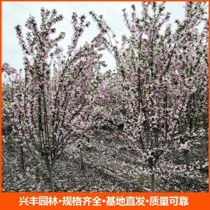 8公分西府海棠  西府海棠苗 西府海棠价格