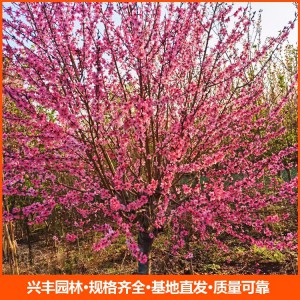 风景树行道树 小区绿化造型树 15公分红叶碧桃