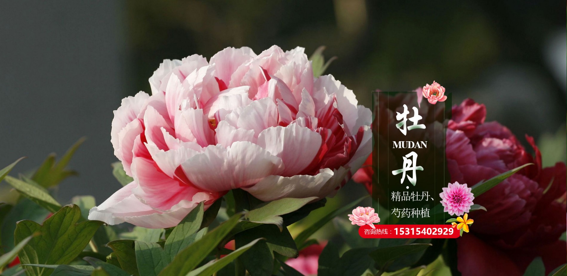 菏泽市牡丹区腾越牡丹种植专业合作社